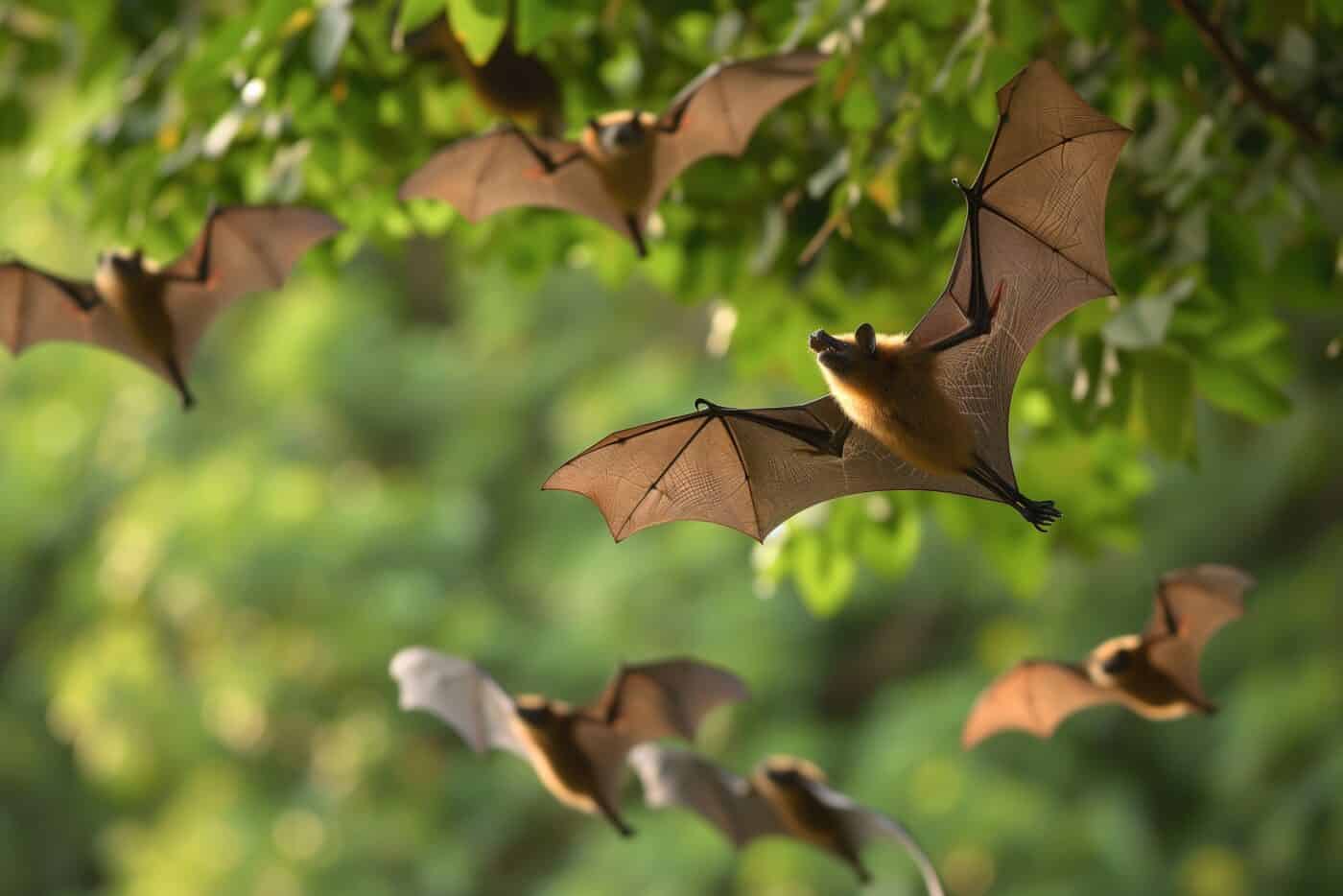 Bats associated with spirituality and the moon - Ancient History