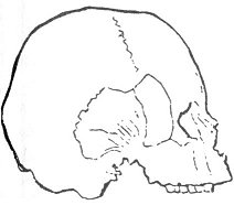 A Skull Of The Age Of Stone, Denmark (¼ Natural Size).