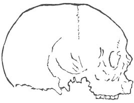 A Skull Of The Earliest Times Of The Age Of Iron, Demark (¼ Natural Size).